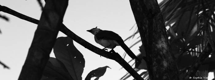 Montezuma, Costa Rica, 2016 © Sophie Timsit
