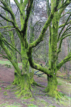 Glendalough, Irlande, 2014 © Sophie Timsit