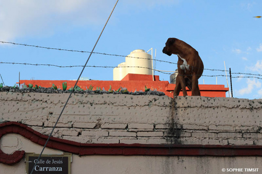 Oaxaca, Mexique, 2019 © Sophie Timsit