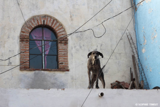 Guanajato, Mexique, 2019 © Sophie Timsit