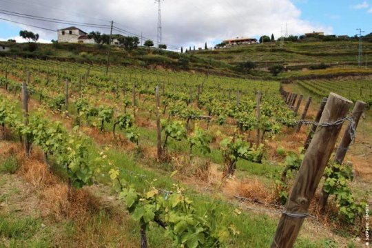 Vallée du Douro, Portugal, 2013 © Sophie Timsit