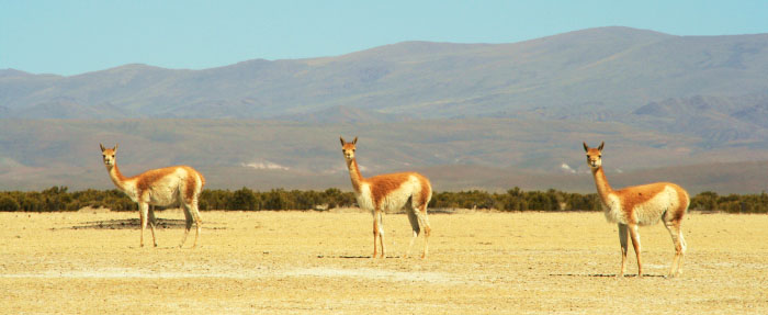 argentine-sophie-timsit-2